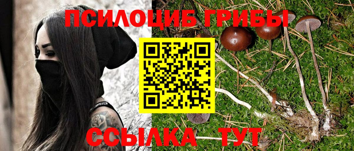 Псилоцибиновые грибы Psilocybe Новошахтинск